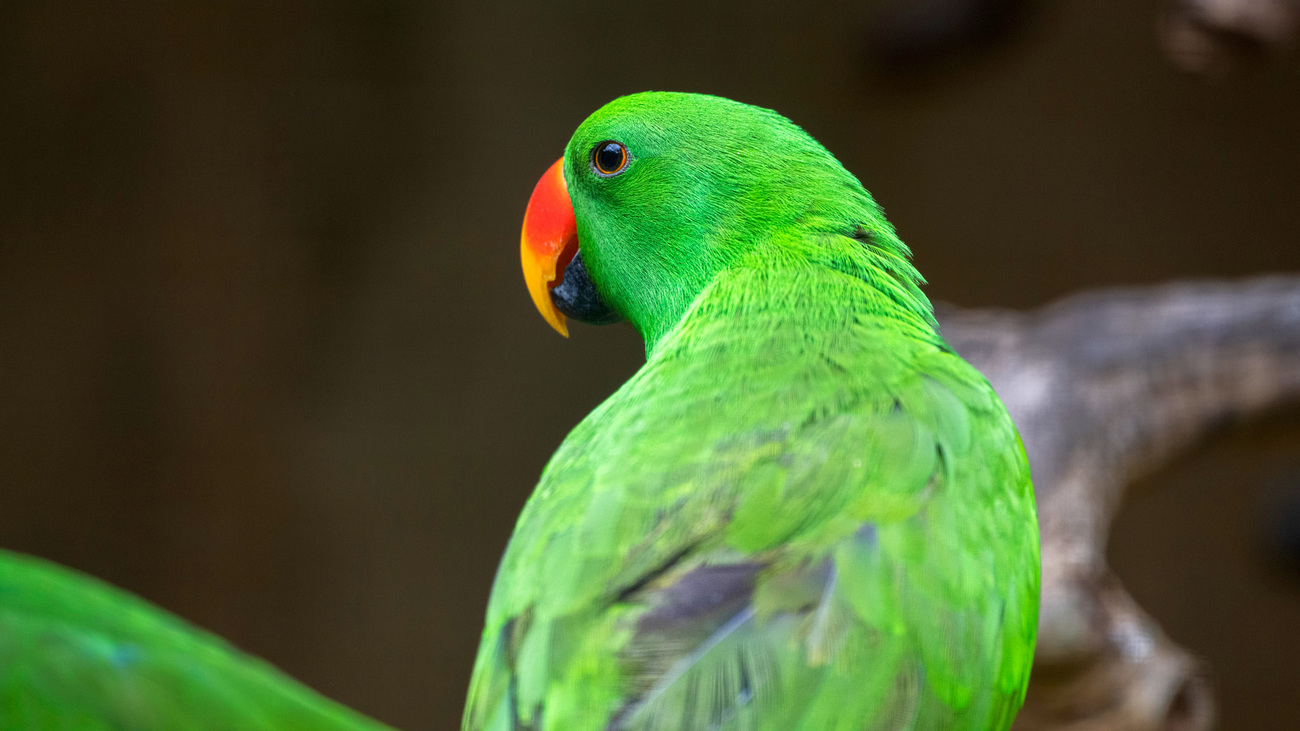 An eclectus parrot rescued from the illegal wildlife trade in Indonesia.