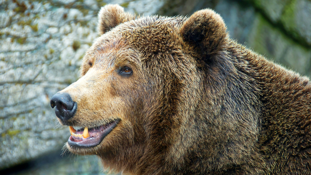 Close-up of a grizzly bear.