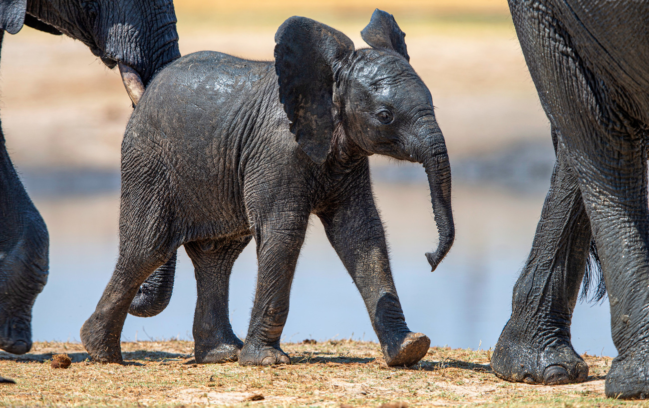 An African elephant calf follows the rest of the herd in Hwange National Park, Matabeleland North Province, Zimbabwe.