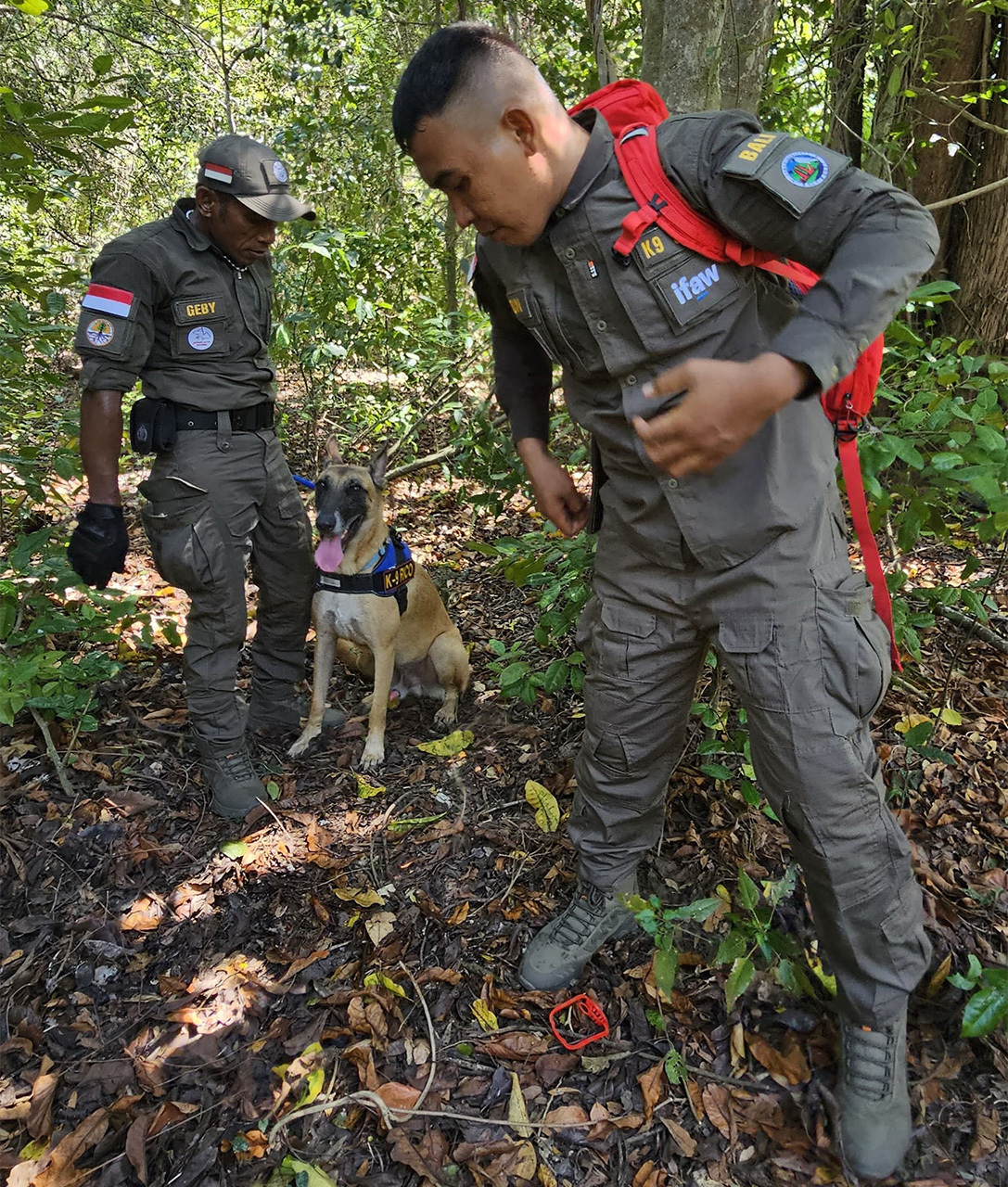 Rico, the K9 unit dog, assisting JAAN in locating snares at West Bali National Park.