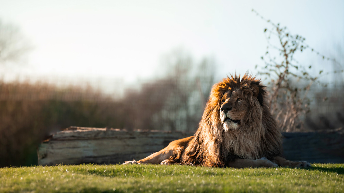 Rori in the new Lion Rescue Centre at The Big Cat Sanctuary in the UK.