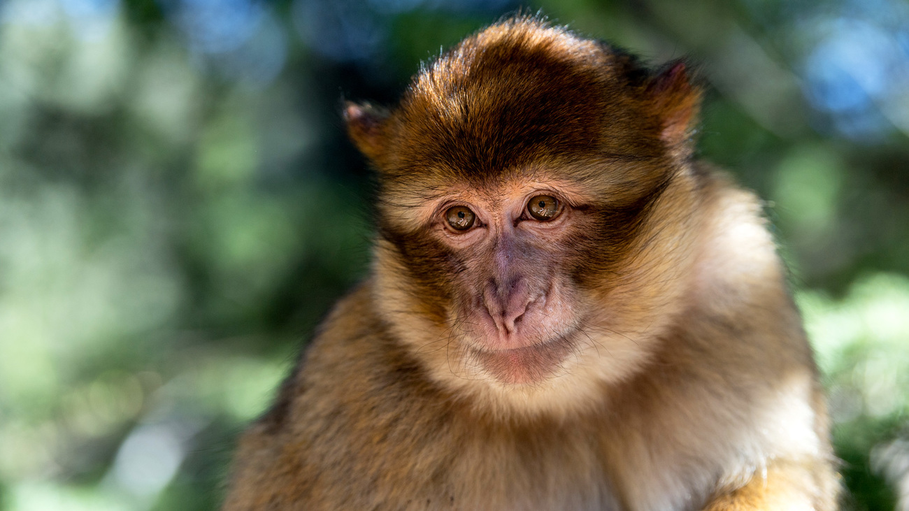 Close up of a Barbary macaque in its distinctive Cedar Atlas habitat.