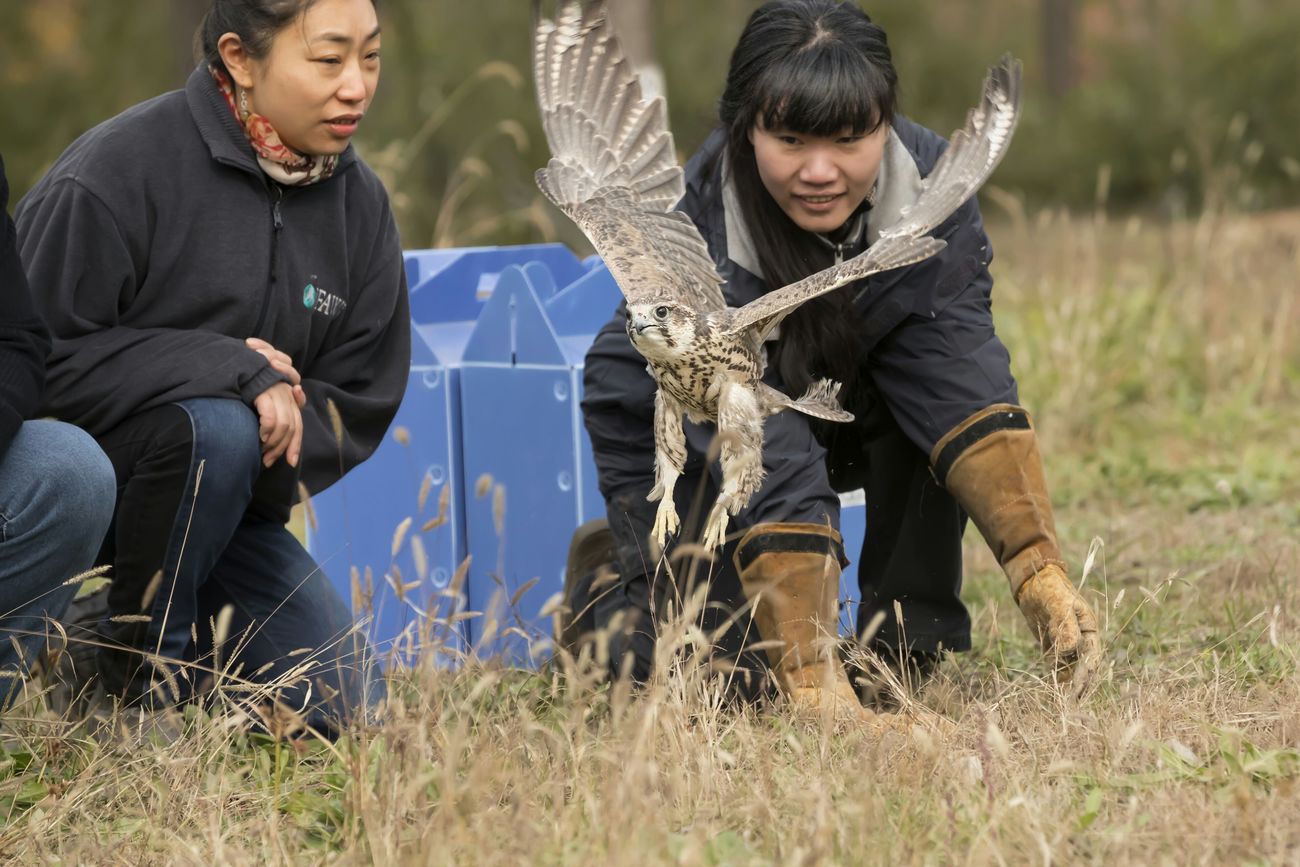 Beijing Raptor Rescue Center Falcon Release