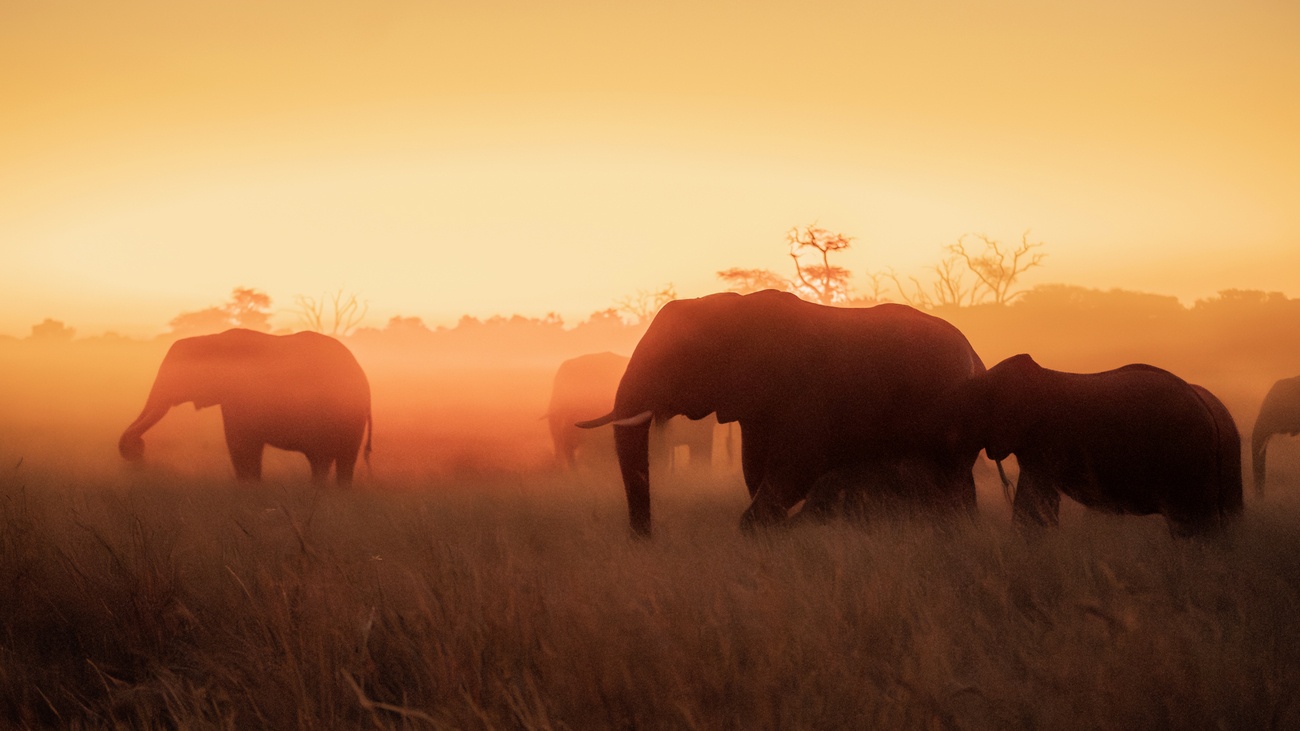 Elephants in Hwange National Park, Zimbabwe.