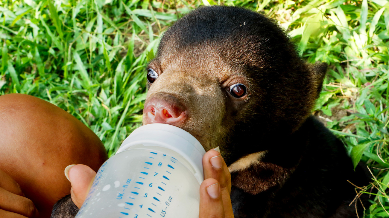 Mano the sun bear feeds from a bottle shortly after rescue.
