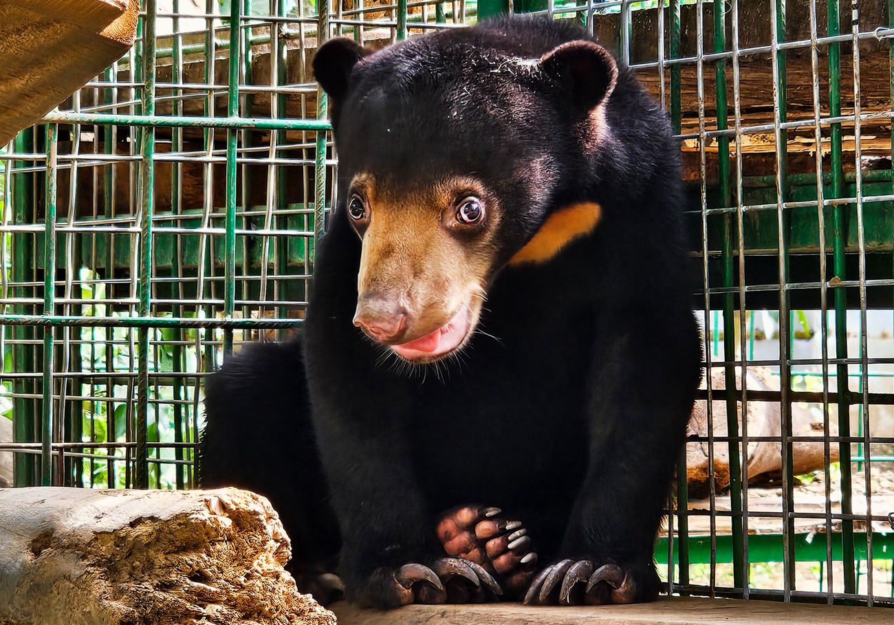 Male sun bear at JAAN.