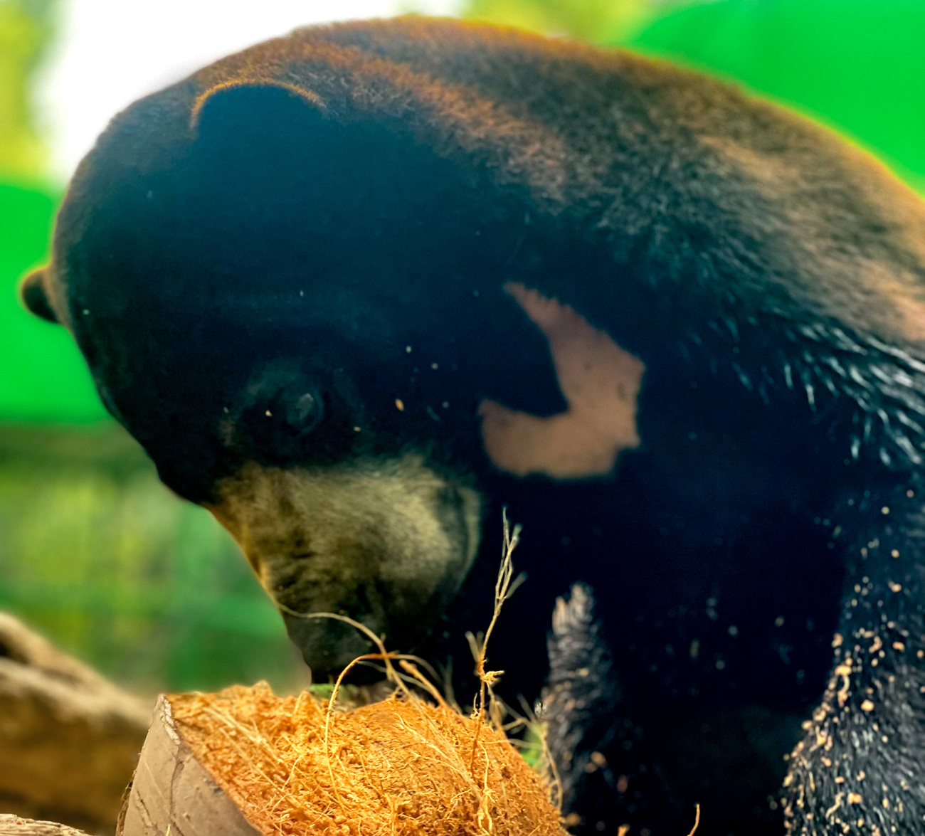 Henri the sun bear in his enclosure.