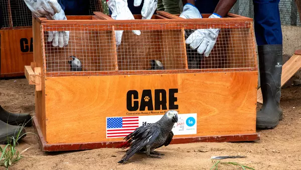 What a halt of US conservation funding means for national security and the illegal wildlife trade