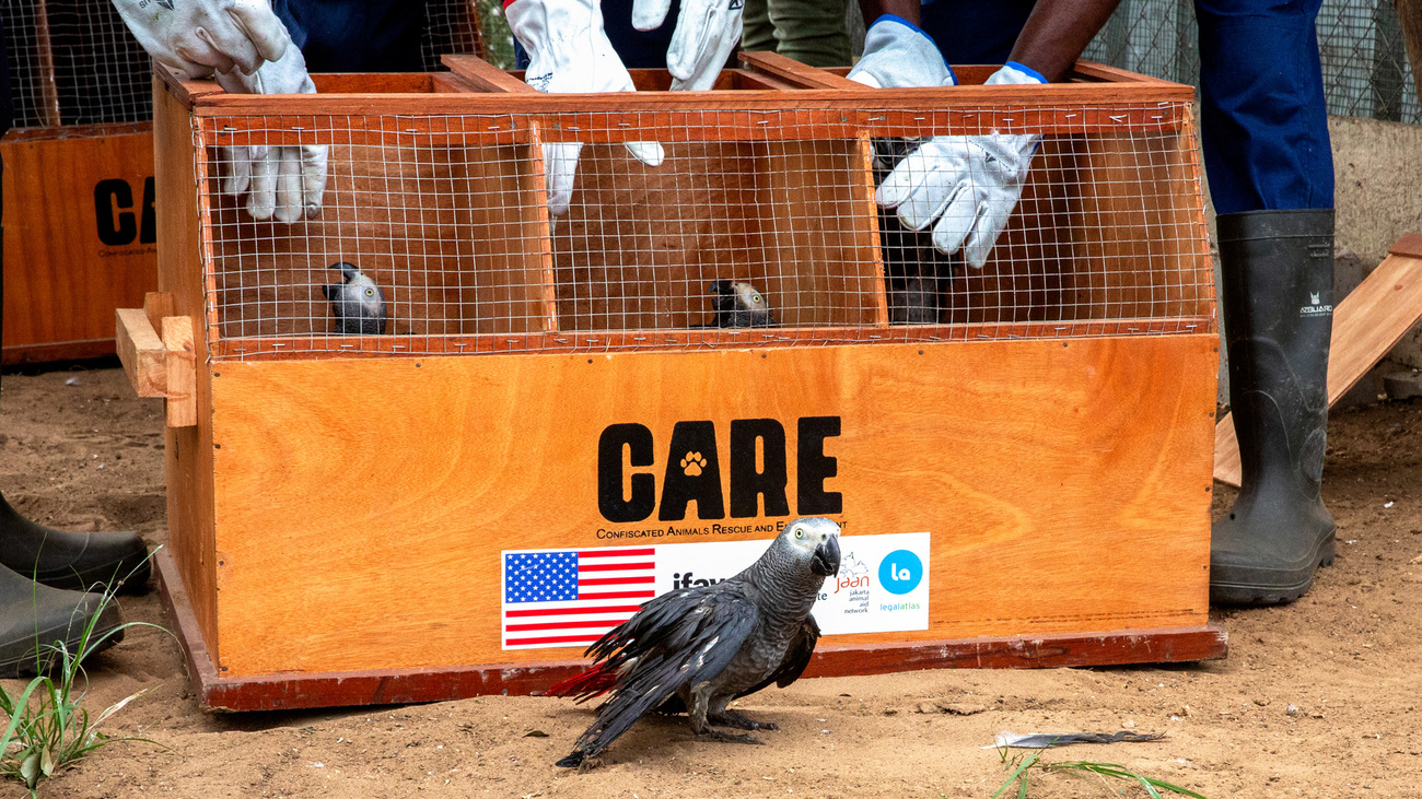 African grey parrots seized from the illegal wildlife trade are moved from CARE bird-specific transport cages into a quarantine holding cage at JGI’s Tchimpounga Chimpanzee Rehabilitation Center.