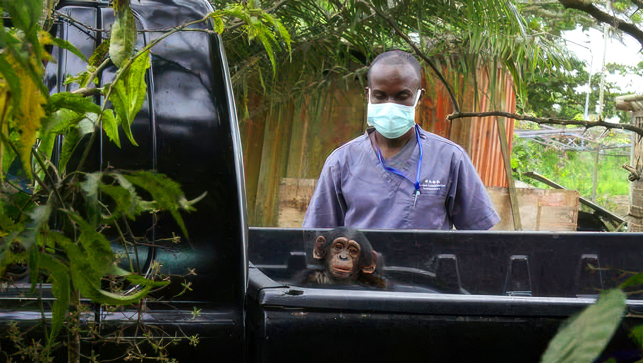 Rickita the chimp in a truck during rescue.