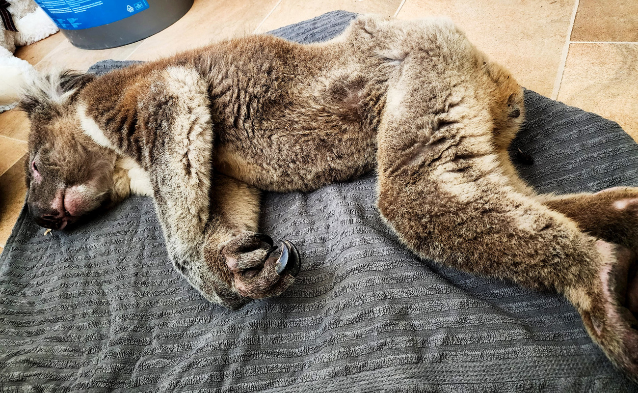 Emaciated koala.