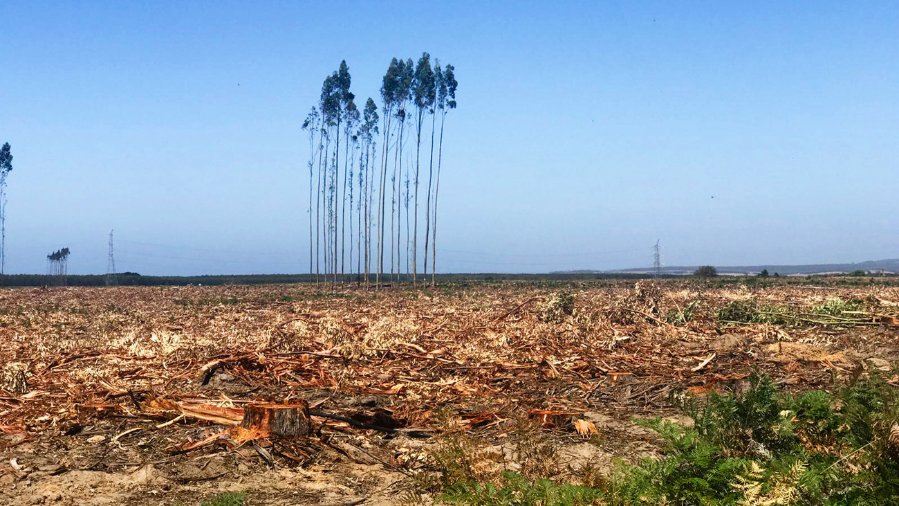 Harvested bluegum plantation landscape in southwest Victoria.