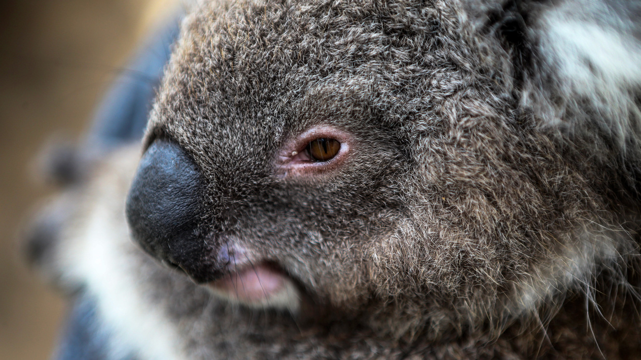 Rescued koala in Koroit, Victoria.