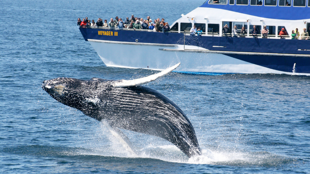 A humpback whale breaches in front of the Voyager III whale watch vessel cruising through Stellwagen Bank National Marine Sanctuary.