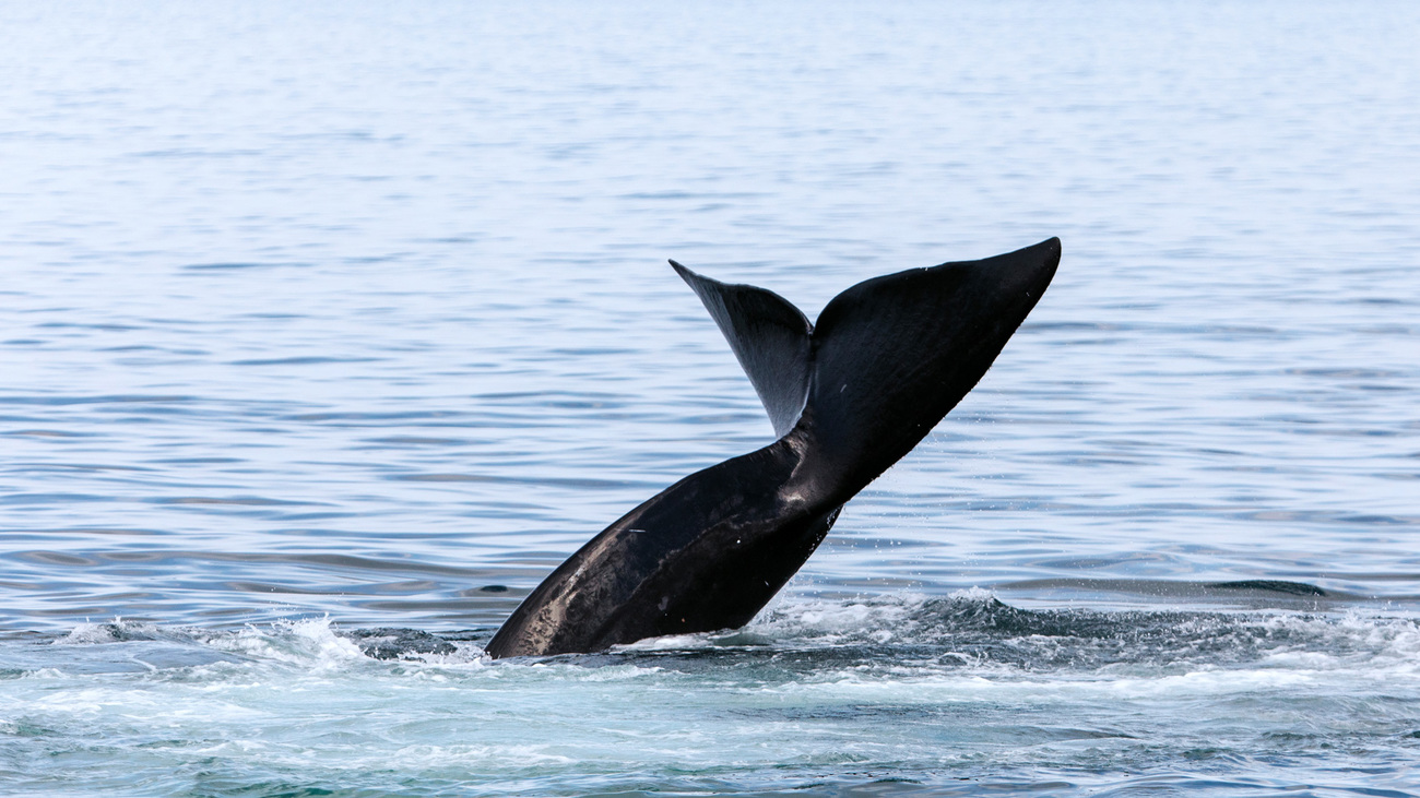 Een noordkaper die met zijn staartvin slaat in Cape Cod Bay