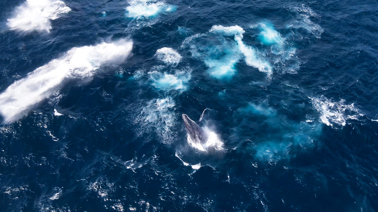 A humpback whale off the coast of Kenya.