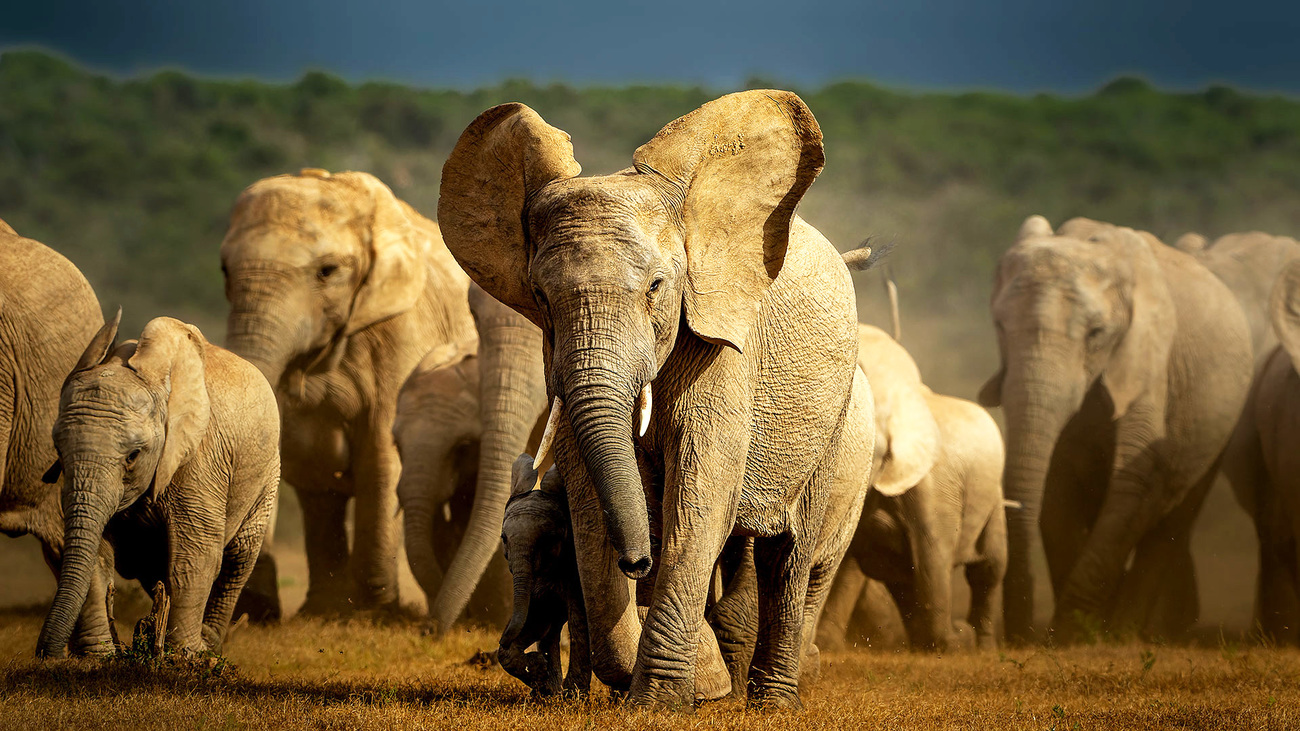 A herd of elephants walking.