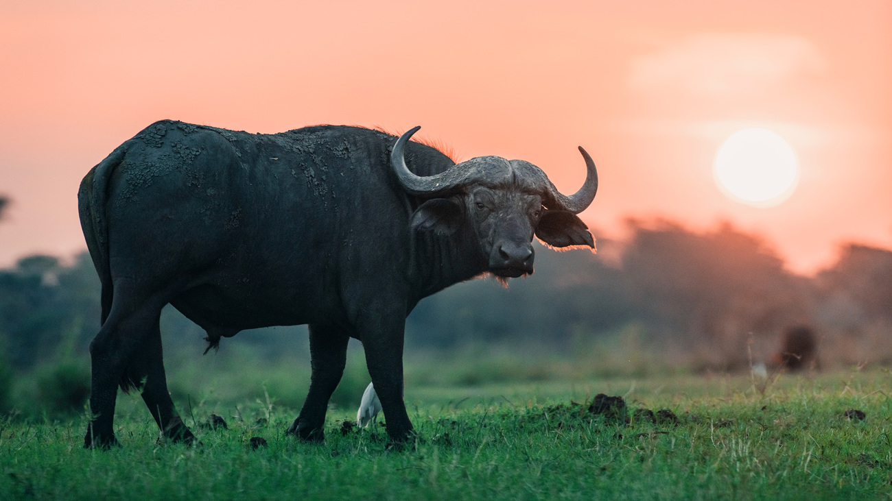 An african buffalo stands in the fields of Liwonde National Park in Malawi, during sunset on November 15, 2018.