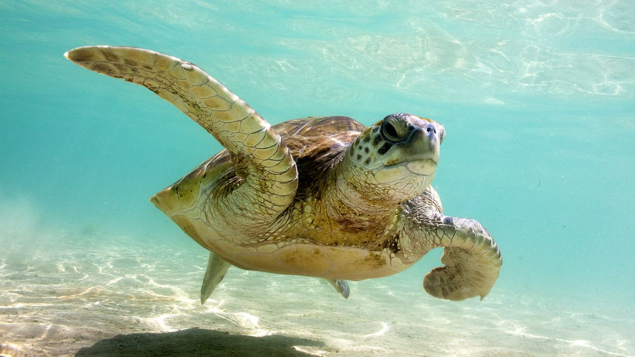 Turtle swimming