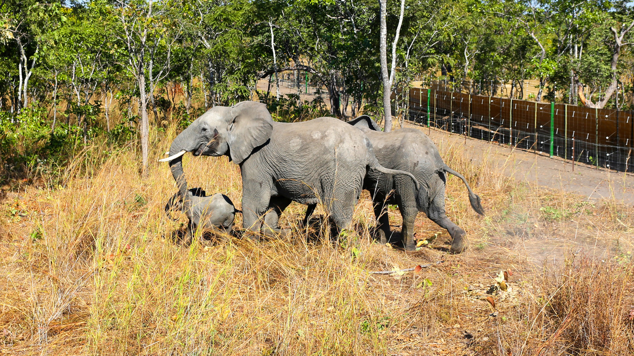 Elephants just after their release into Kasungu National Park.