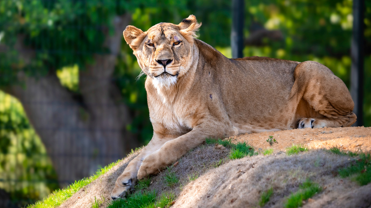 After being evacuated from war-torn Ukraine, rescued lioness Yuna goes outside for the first time at her new home in the UK, The Big Cat Sanctuary.