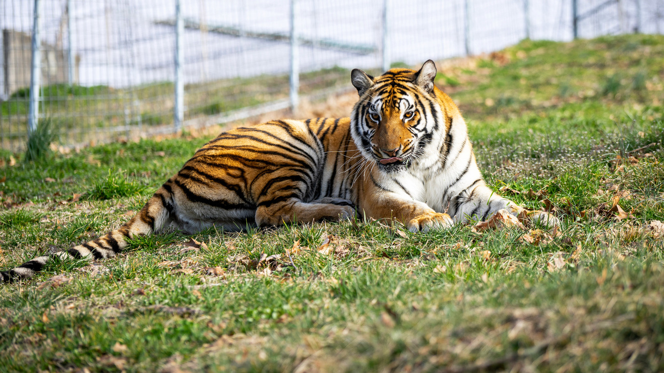 Kiara resting at Turpentine Creek Wildlife Refuge.