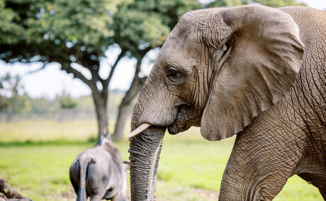 Moyo the elephant at Wild Is Life.