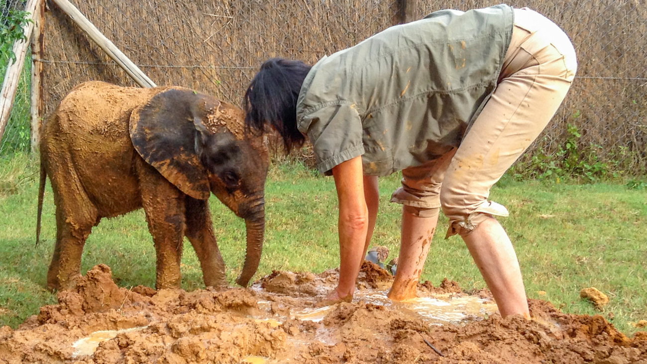 Young Moyo the elephant calf playing in the mud with Roxy Danckwerts at WIL.