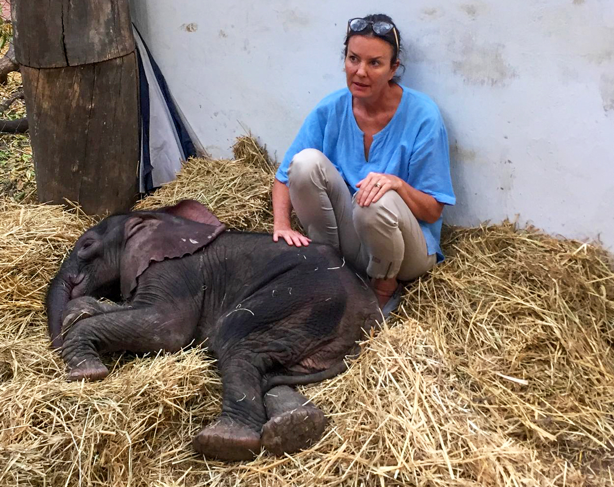 Young Moyo the elephant calf rests with Roxy Danckwerts at WIL.