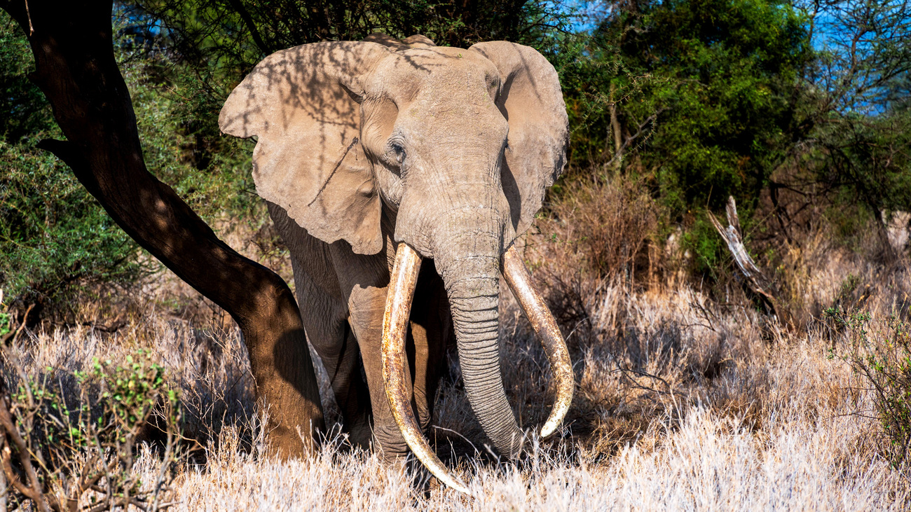 Big tusker inside Kitenden Conservancy.