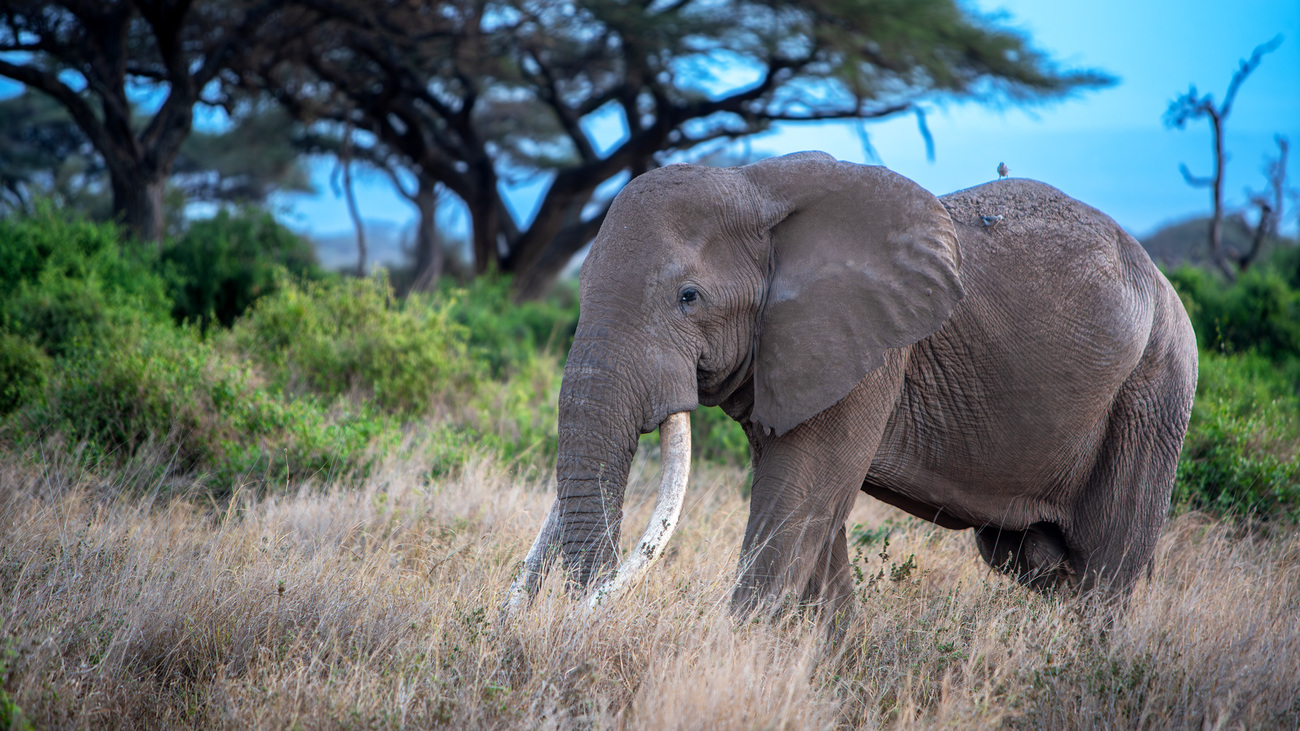 Craig the big tusker in Kenya.