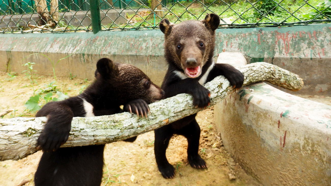 Two Asiatic black bear cubs, mother likely a victim of poaching, rehabilitating at Wildlife Trust of India’s Centre for Wildlife Rehabilitation and Conservation.