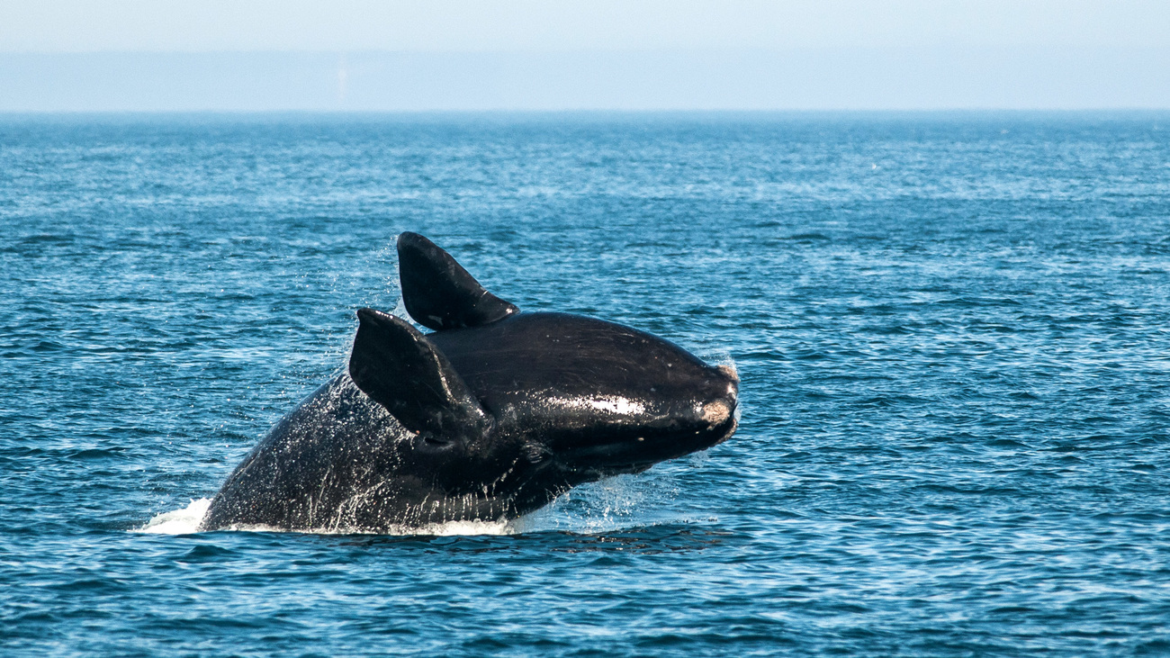 A North Atlantic right whale (Eubalaena glacialis) breaching in the Bay of Fundy, in New Brunswick, Canada on September 26, 2011.