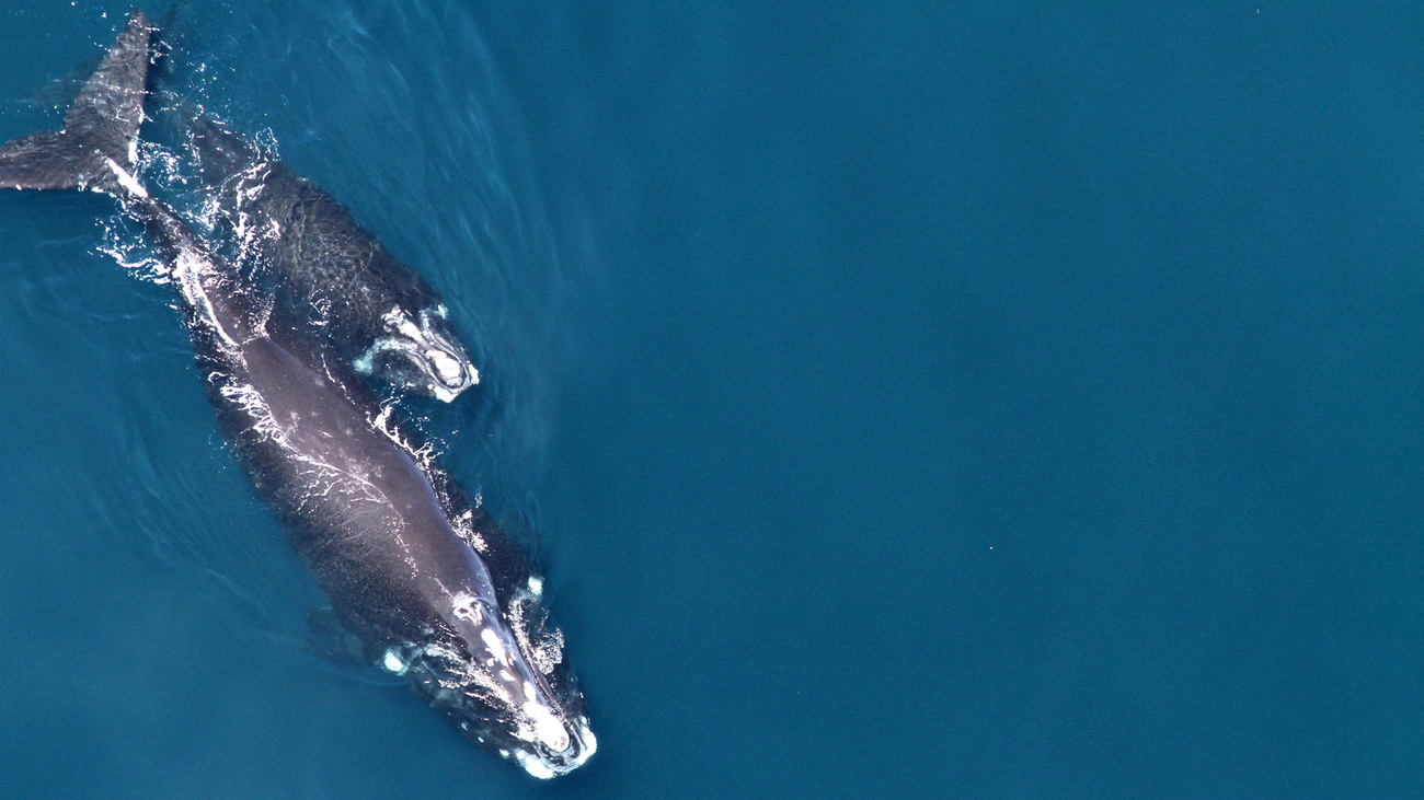 North Atlantic Right whales in the wild around New England and Canada.
