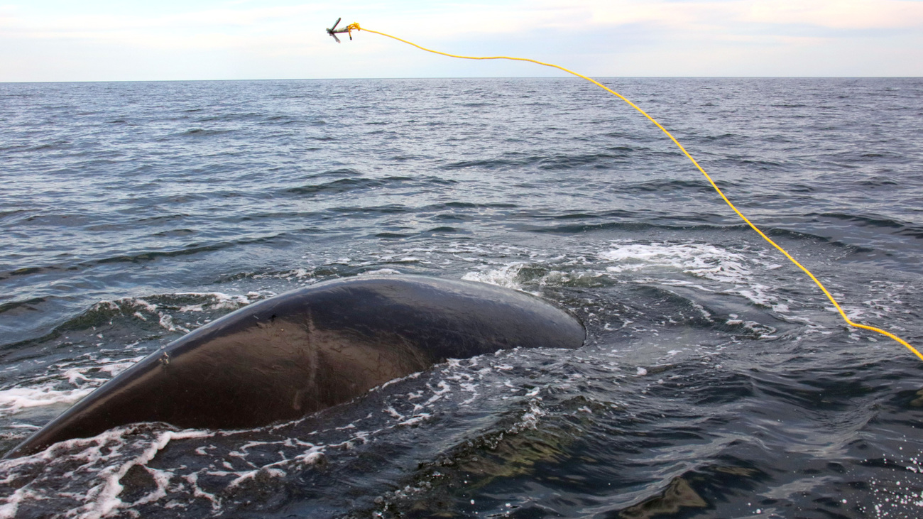 Responders disentangle Nimbus the North Atlantic right whale after he was caught in fishing rope.