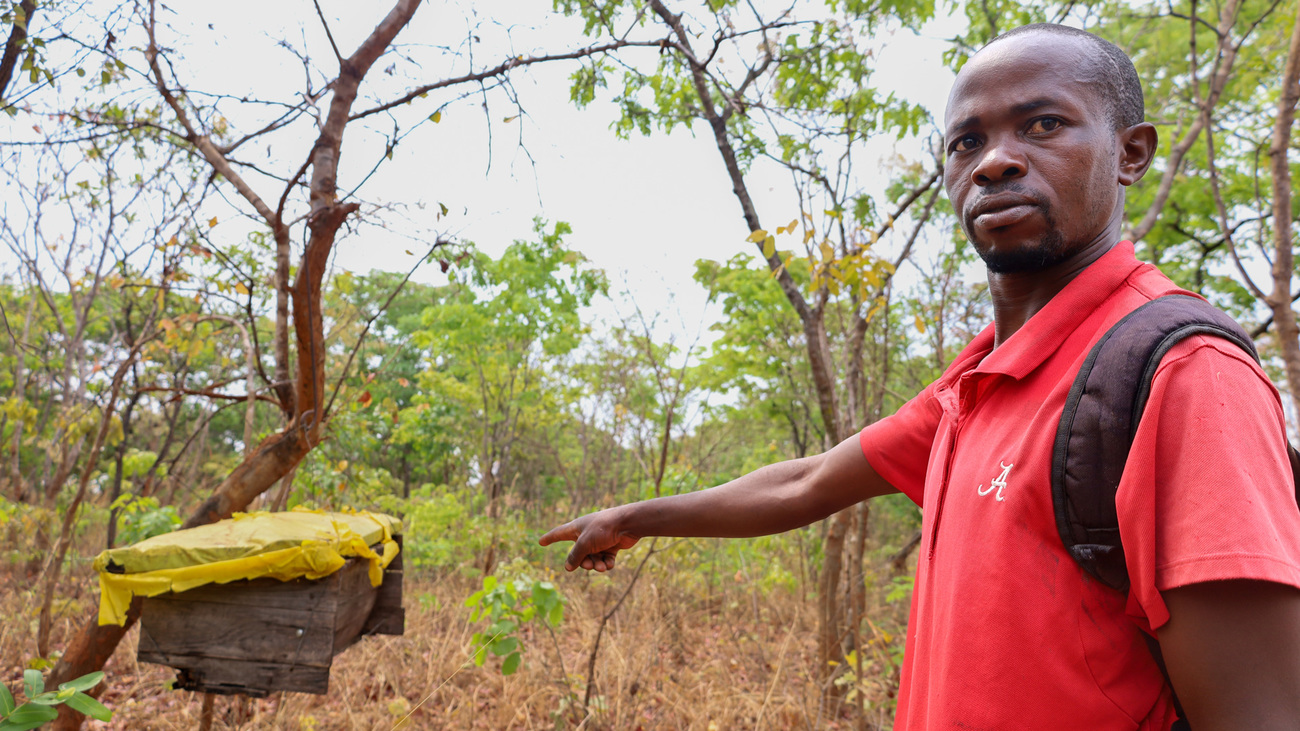 Raphael Nkata, a transformed poacher, is among the farmers practicing climate-smart agriculture in Zambia’s Chikomeni District.