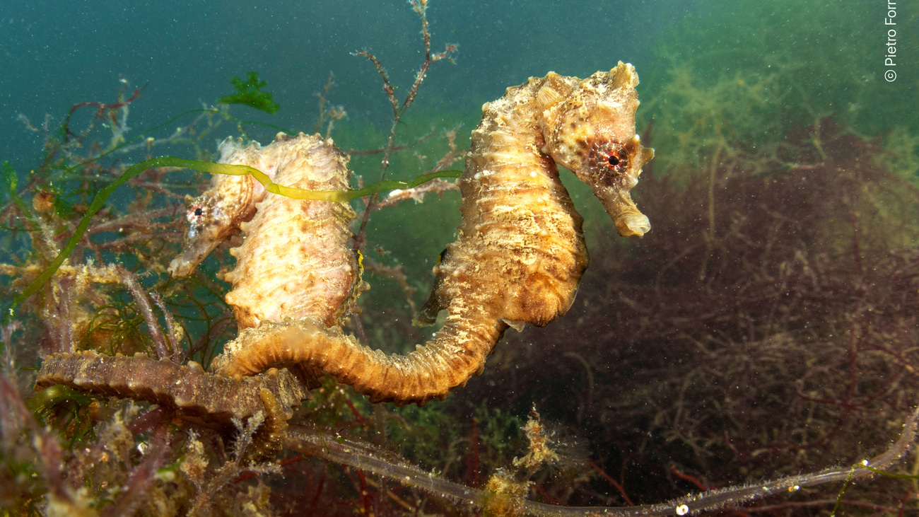 Endangered seahorses rehabilitating with CESTHA.