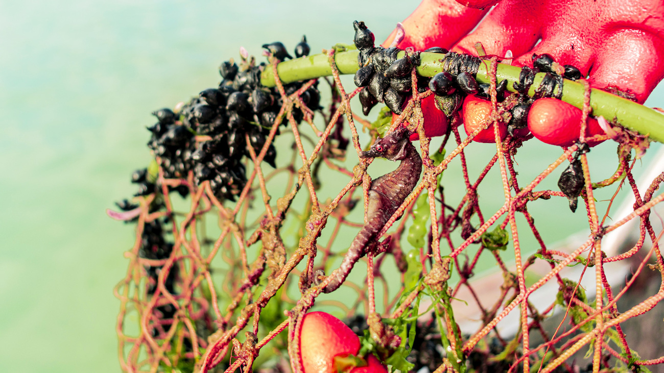 An endangered seahorse rehabilitating with CESTHA.