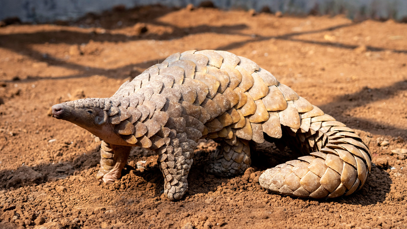 An Indian pangolin in a rehabilitation enclosure.