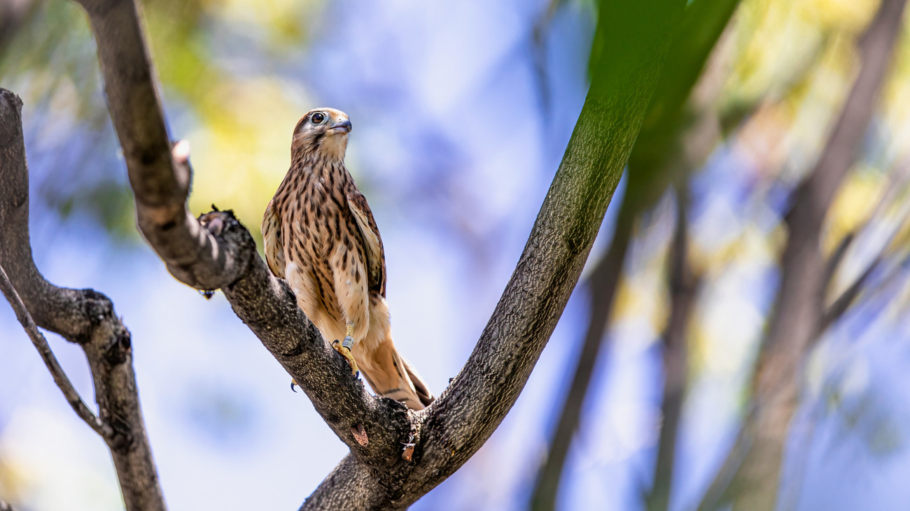 An orphaned common kestrel just released back to the wild perched in a tree.