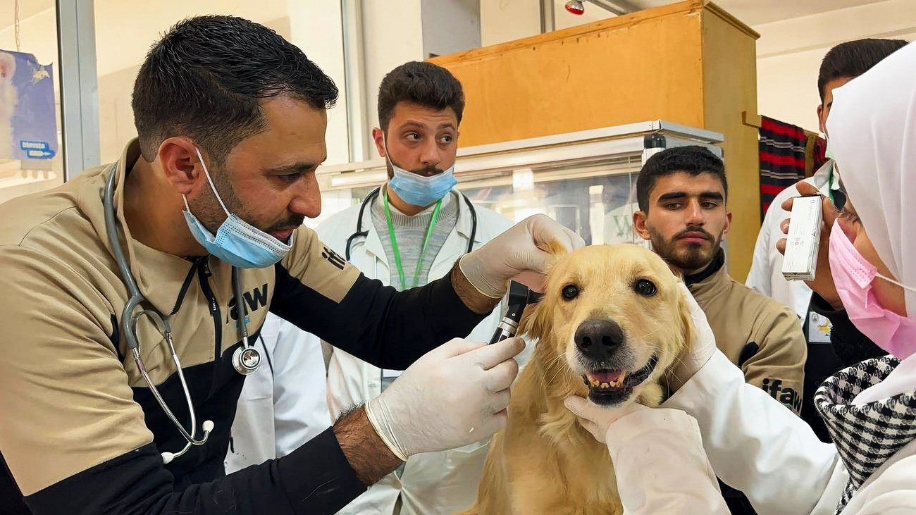 The House of Cats Ernesto team cares for a dog with three legs during an open clinic day.