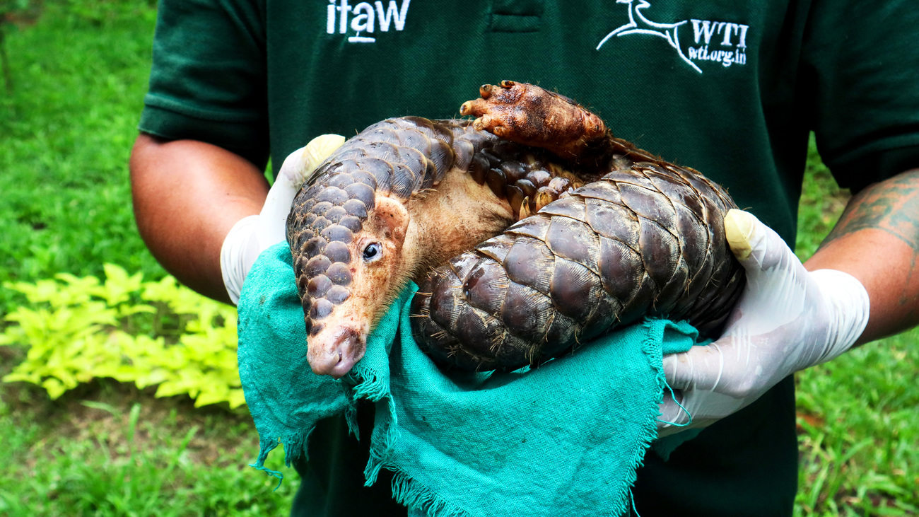 A Chinese pangolin admitted to Wildlife Trust of India’s Centre for Bear Rehabilitation and Conservation in Pakke Tiger Reserve, Arunachal Pradesh, India.