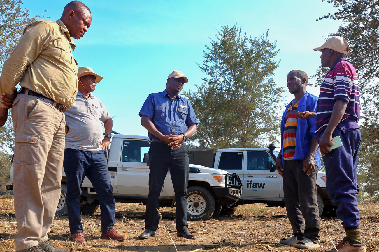 In collaboration with a local Community Resource Board (CRB), IFAW recently installed this mobile poly-wire electric fence in the vibrant Chitungulu village in Zambia to safeguard the communal fields from the persistent threat of crop-raiding animals.