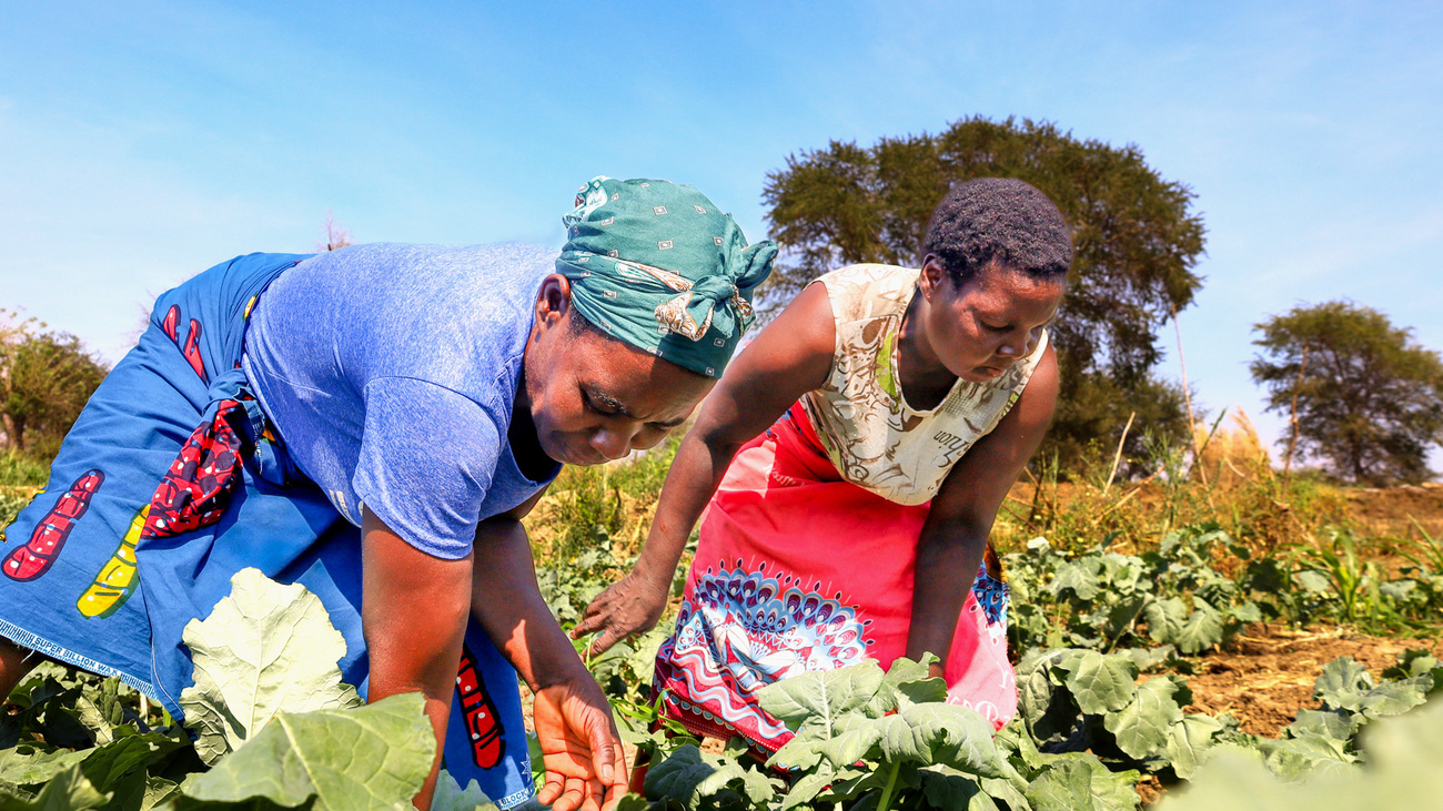 Women harvest produce from communal fields in the vibrant Chitungulu village in Zambia.