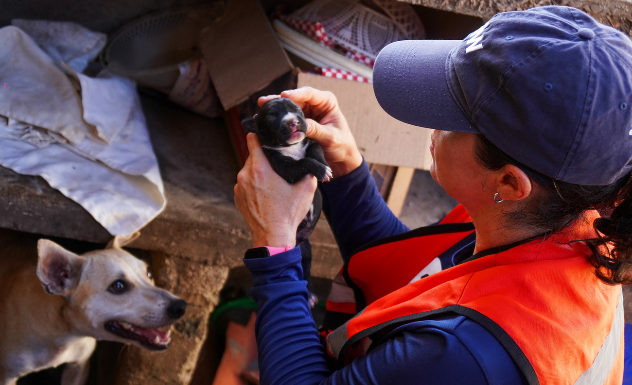 IFAW’s Erika Flores during IFAW's previous response in Mexico after the devastation of Hurricane Otis in 2023.