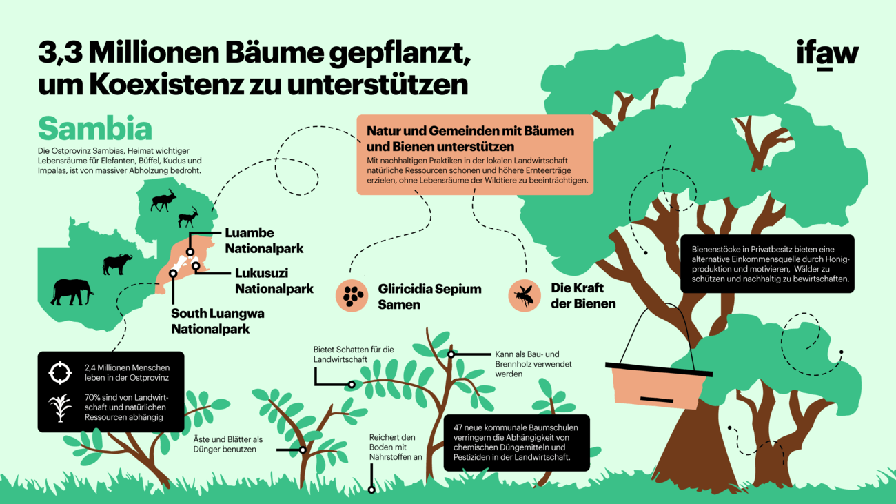 Eine Infografik, die die im Blog genannten positiven Auswirkungen von IFAWs Baumpflanungsinitiative grafisch darstellt.