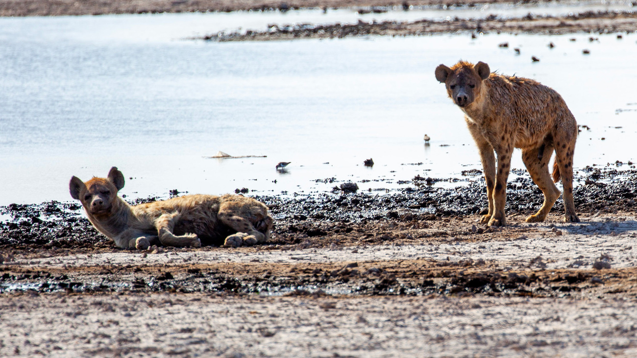 Spotted hyenas resting by the water in Amboseli National Park.