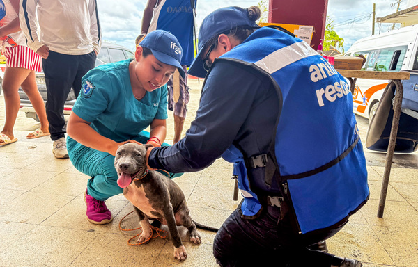 IFAW supports disaster relief in Hurricane Erick’s aftermath