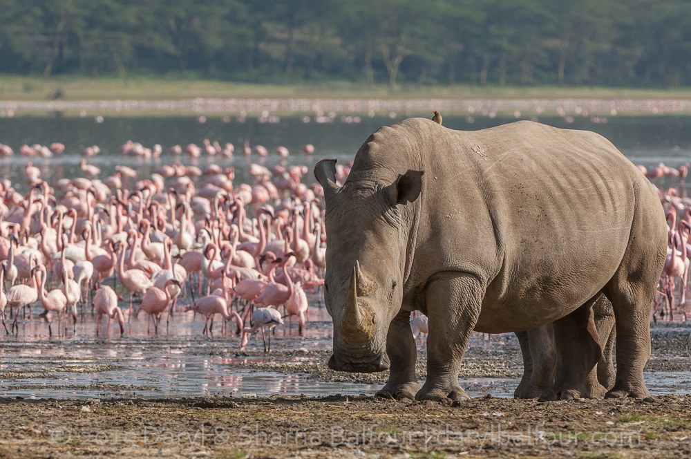 A White Rhino in South Africa