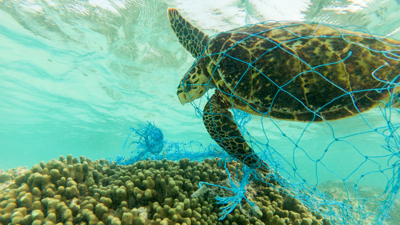 A green sea turtle entangled in discarded fishing net swims underwater in the Indian Ocean.